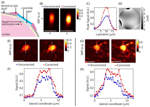 A simple scheme for rapid, in-vivo adaptive optics wavefront correction in two-photon. See Galwaduge et al, 2015 for details
