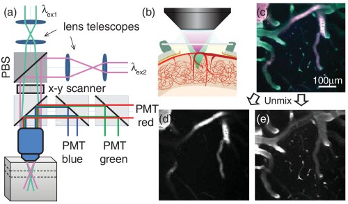 spectrally-encoded dual-plane two-photon microscopy in-vivo. See Grosberg et al, 2012 for more details