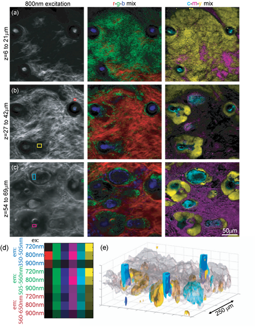 Hyperspectral two-photon microscopy enables unmixing of different tissue types based on intrinsic fluorescence 