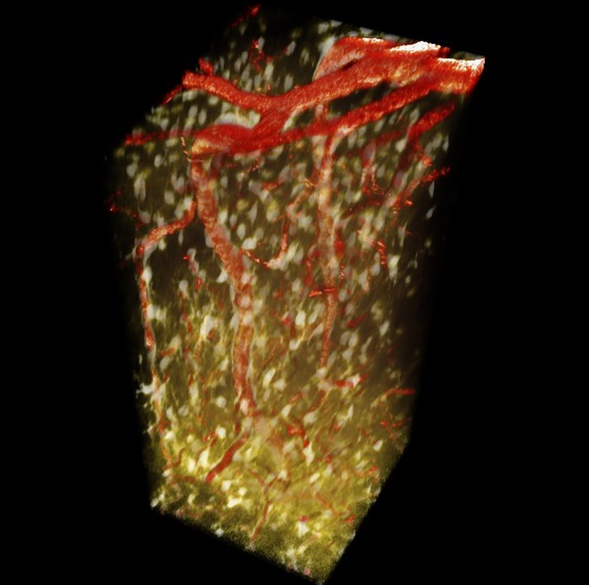 In-vivo two-photon image of astrocytes and blood vessels