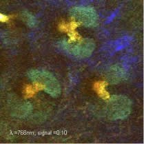 2-photon microscopy of intrinsic fluorescence and SHG in mouse skin. 