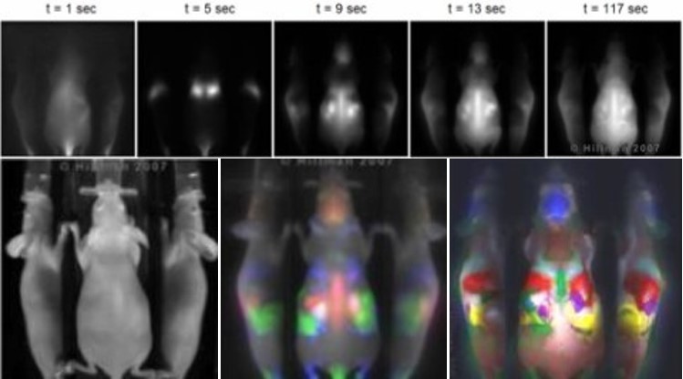 Dynamic Contrast Enhanced small animal imaging (DyCE)