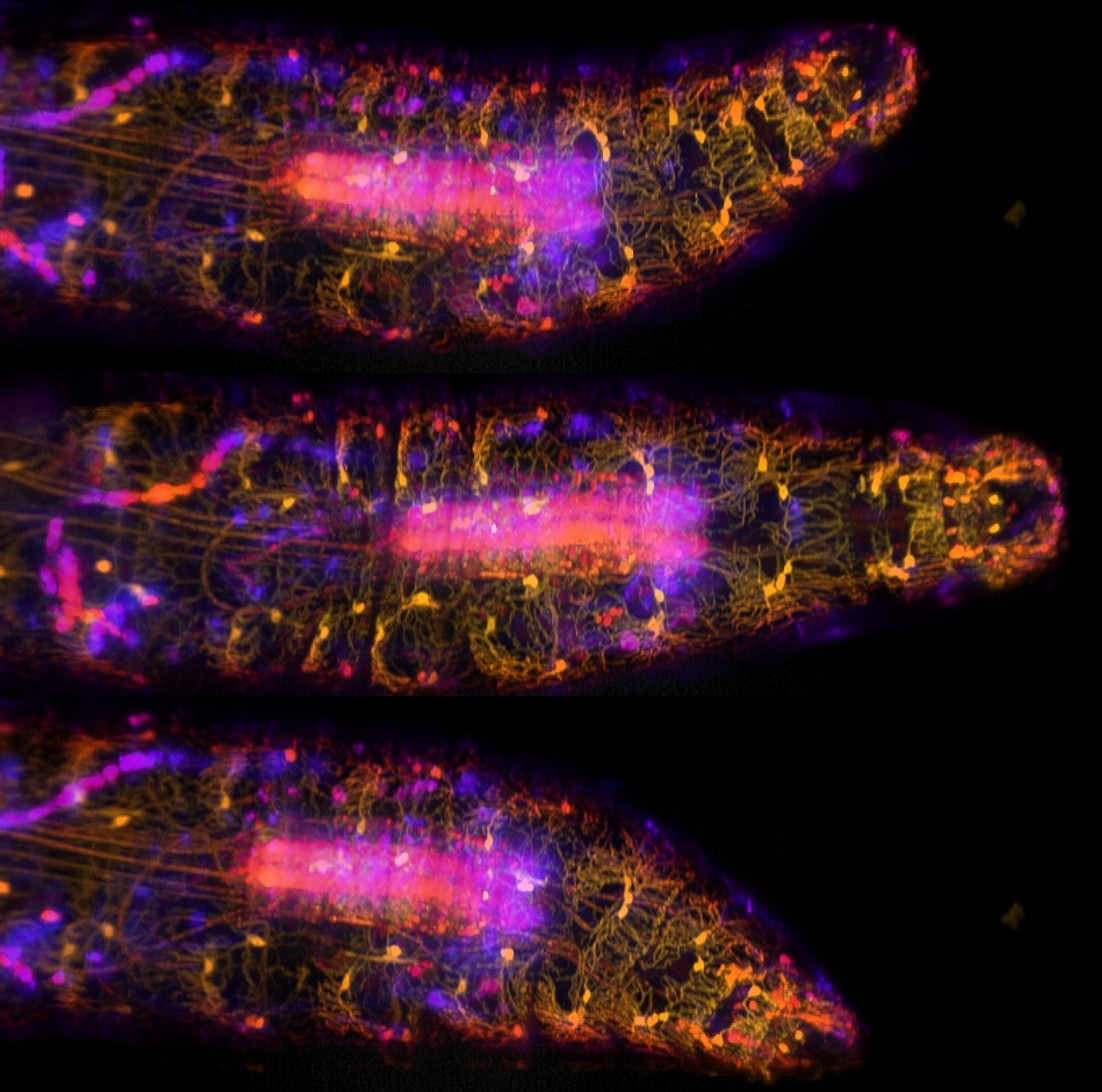 Crawling Drosophila larva