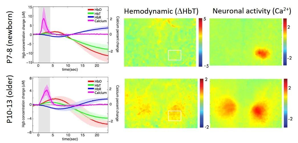 Despite the presence of neuronal responses to hindpaw stimulus, we saw no functional hyperemia in 7 day old mice