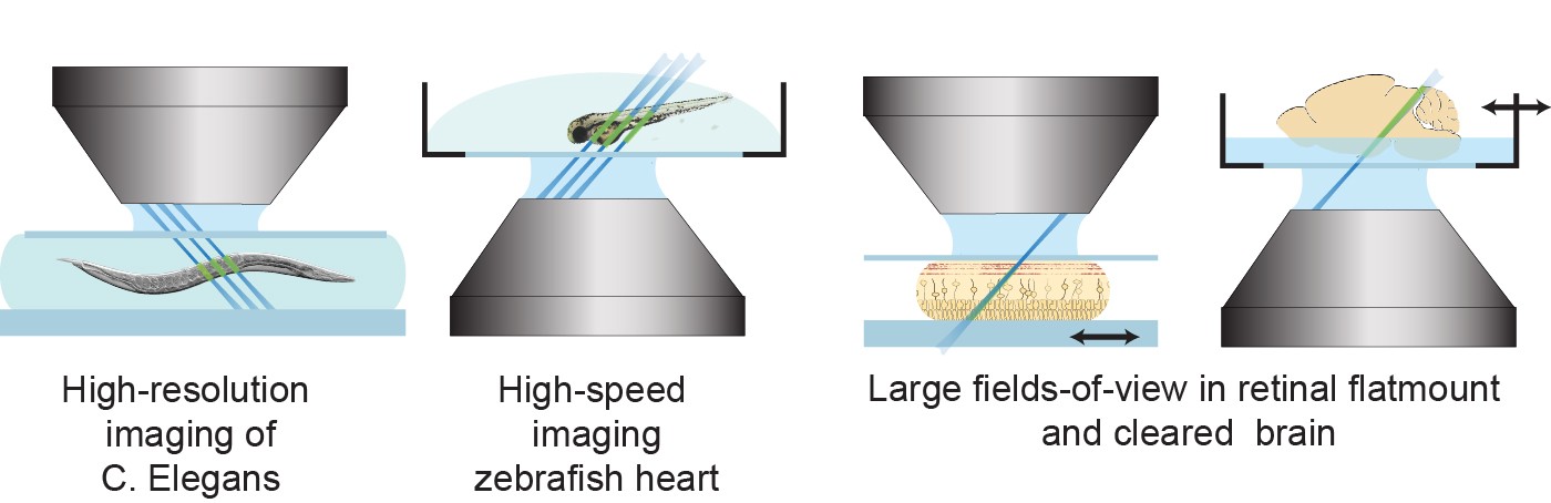 Because SCAPE uses a single, stationary objective lens at the sample, it can image specimens in many different geometries SCAPE sample geometries