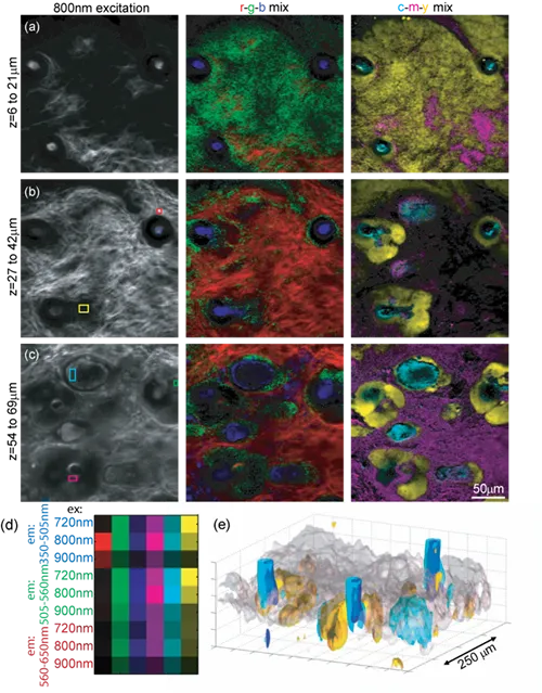 Hyperspectral two-photon microscopy enables unmixing of different tissue types based on intrinsic fluorescence 