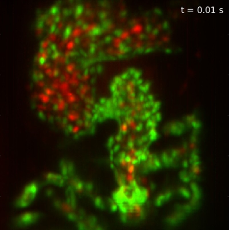 embryonic zebrafish heart