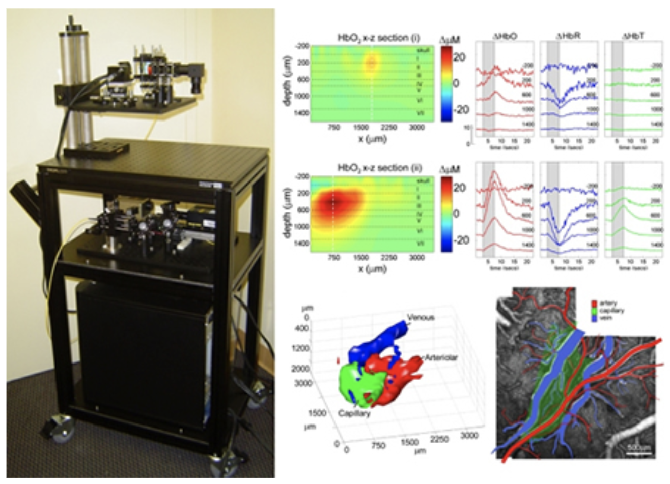 Laminar Optical Tomography of the hemodynamic response to forepaw stimulus in the rodent somatosensory cortex (thinned skull). For more details see Hillman et al 2007.