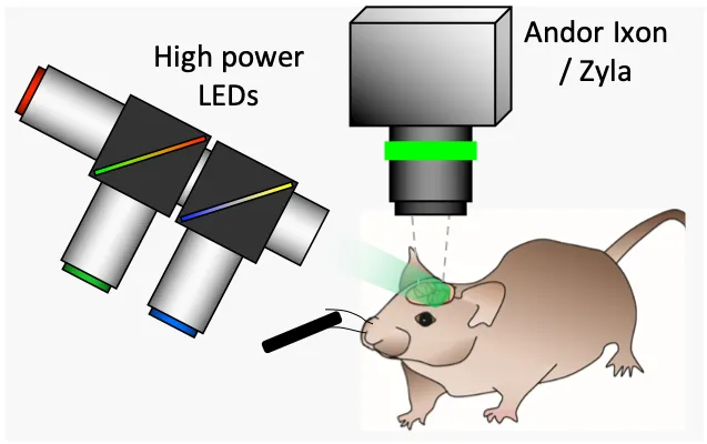 Schematic of our WFOM system